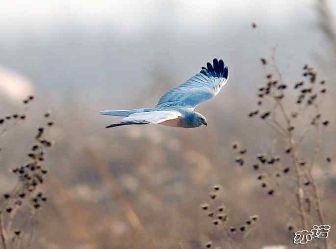 官厅水库&nbsp;wbr路&nbsp;wbr被喜鹊驱赶的白尾鹞