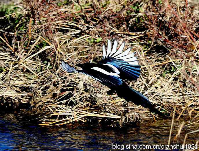 越洗越喜,一只可爱的小喜鹊