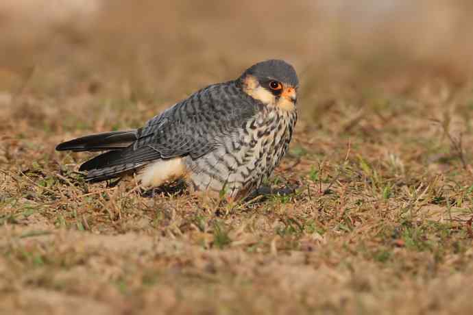 阿穆尔隼:野鸭湖黎明观猛* 阿穆尔隼:野鸭湖黎明观猛*