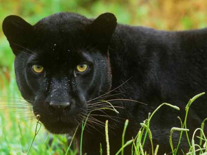 犬科：薮犬亚科豺属之豺