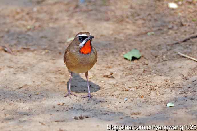 雄性红喉歌鸲(19) 雄性红喉歌鸲(19)