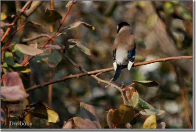 点击图片或使用键盘← →翻页