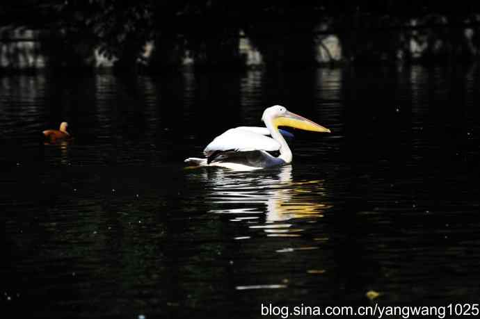 北京动物园的鸟类——鹈鹕（大白）近况