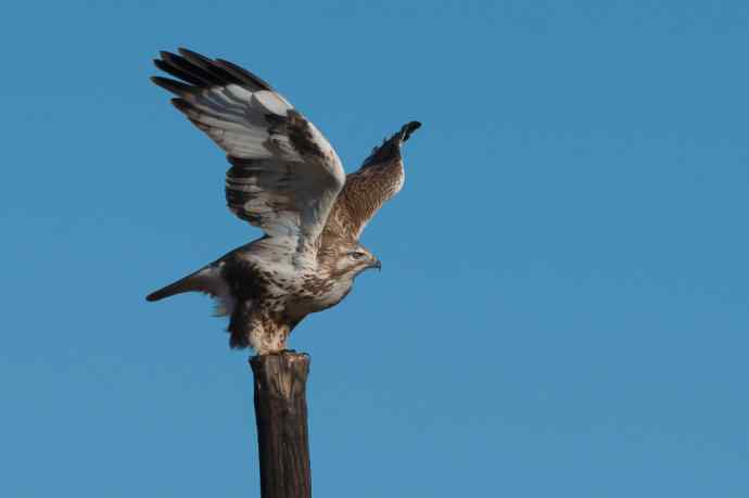 大鵟起飞 大鵟起飞