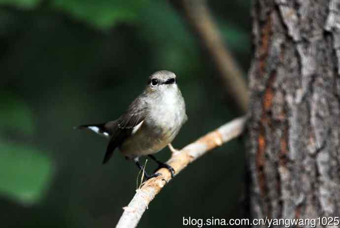 红喉姬鹟(20) 红喉姬鹟(20)