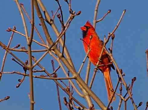 春眠不觉晓，处处闻啼鸟