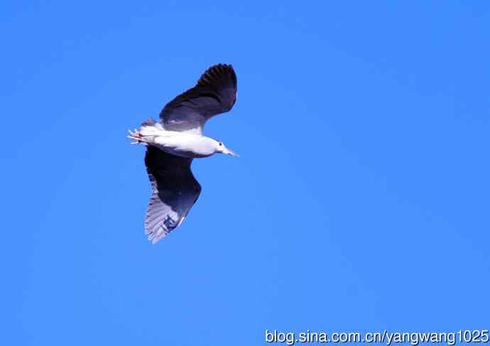 飞(夜鹭)48 飞(夜鹭)48