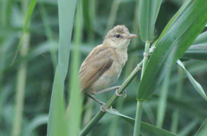 很难捕捉的苇莺 wbr2 很难捕捉的苇莺 wbr2