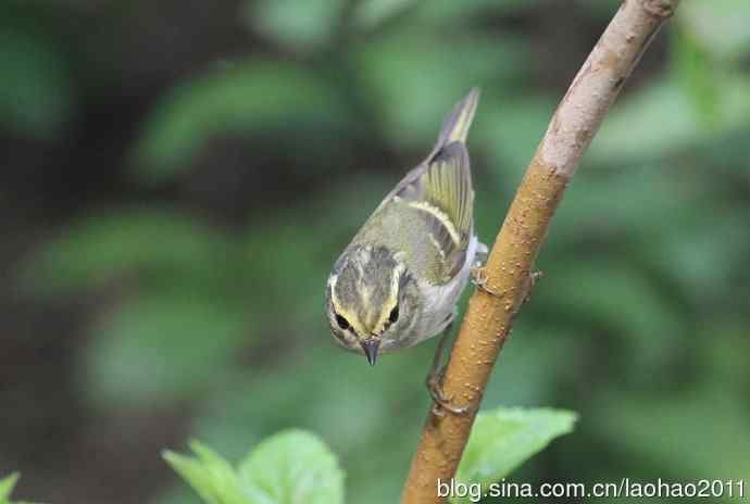 双斑绿柳莺和黄腰柳莺 双斑绿柳莺和黄腰柳莺