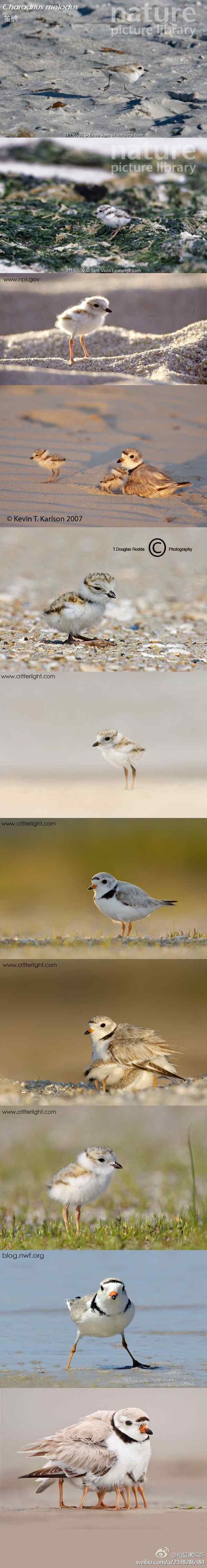 萌翻天的可爱鸟类——笛鸻