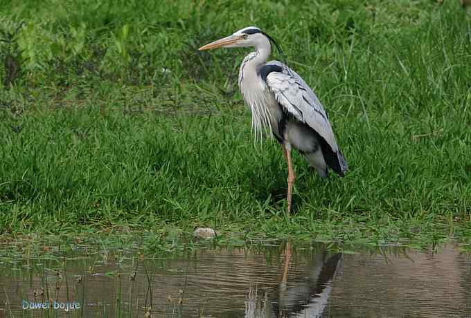 十渡的黑鹳和苍鹭