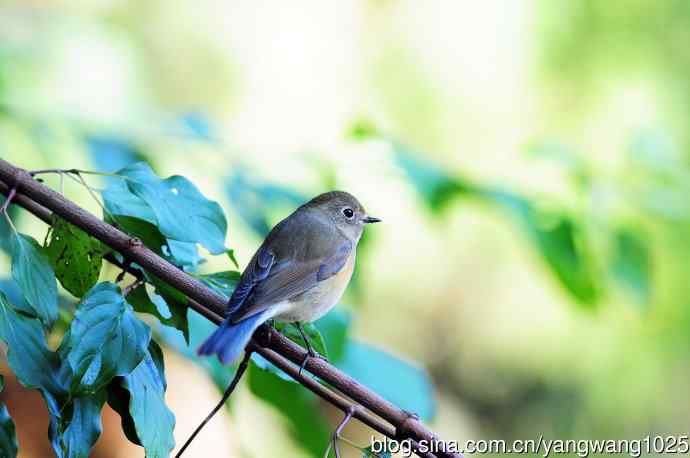 雌性红胁蓝尾鸲（60）