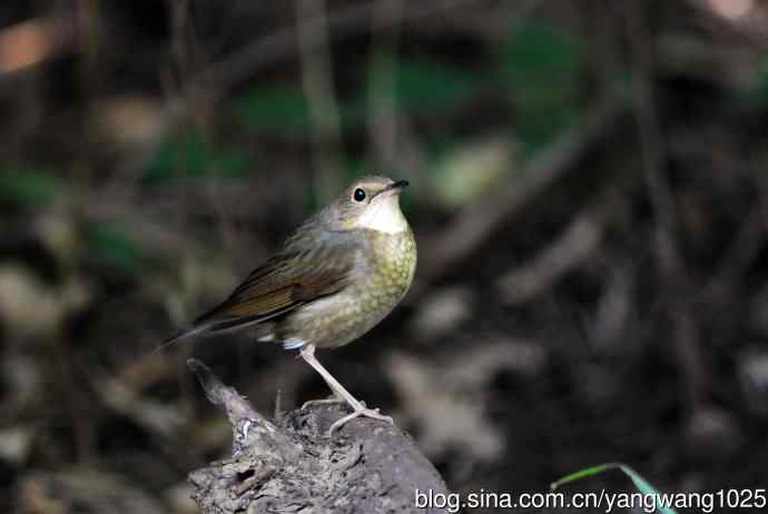 雌性蓝歌鸲（3）