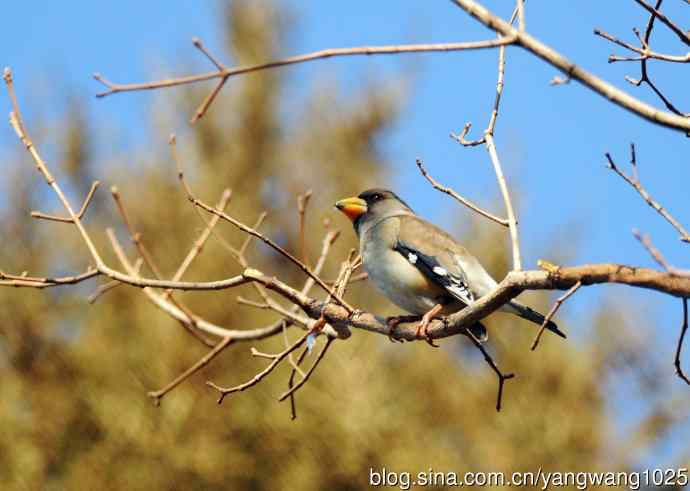 黑尾蜡嘴雀 wbr1