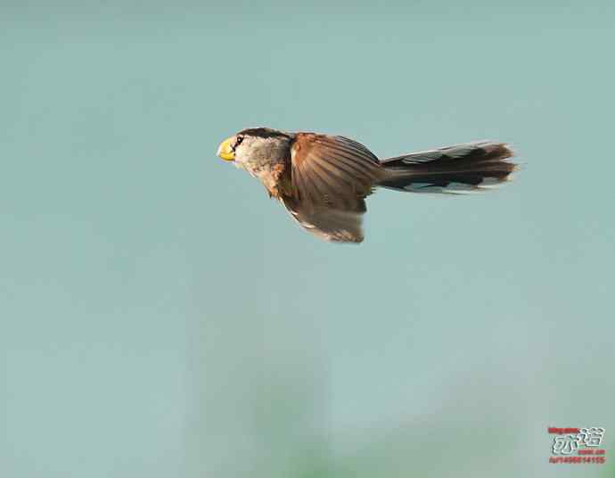 衡水湖&nbsp;wbr路&nbsp;wbr震旦鸦雀