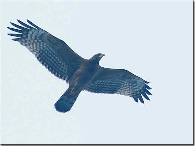 望京楼主峰雾蒙蒙续拍猛禽