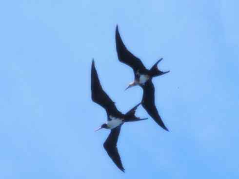 天生猎手：非猛禽类猎手之五（海上霸主军舰鸟、海鸥）