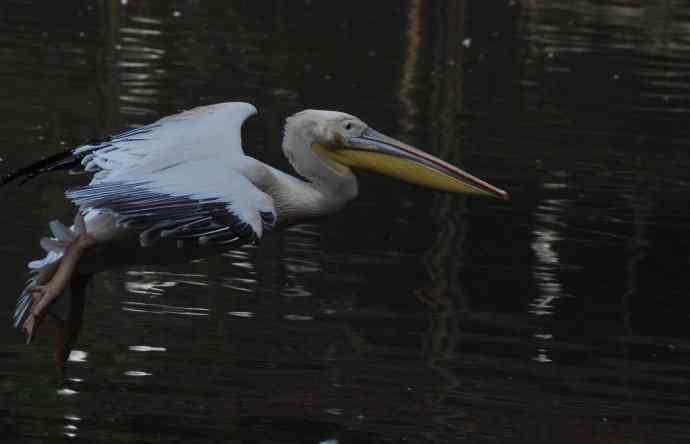 再拍大鹈鹕 wbr wbr4