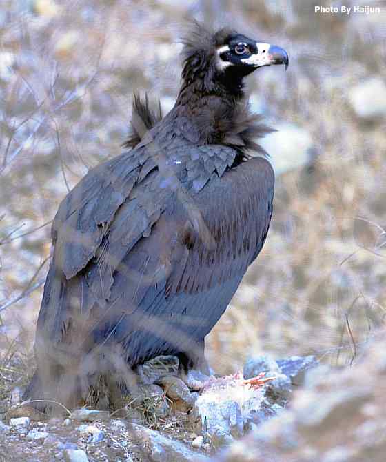 驱车永定河峡谷拍摄秃鹫