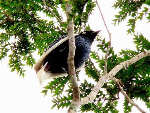 极品红色鸟类：深红紫伞鸟