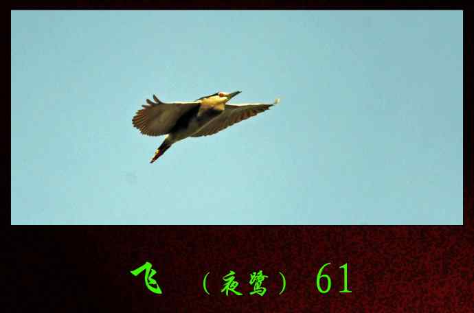 飞（夜鹭）61