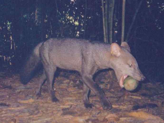 犬科：犬亚科小耳犬属的小耳犬