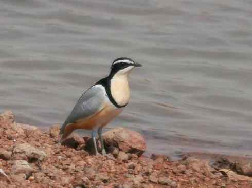 雀鸟也彪悍：与鳄共舞（埃及鸻）
