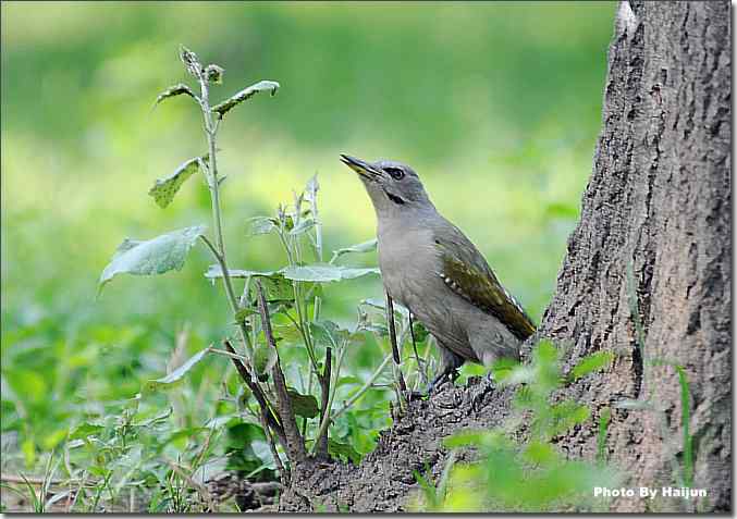 点击图片或使用键盘← →翻页
