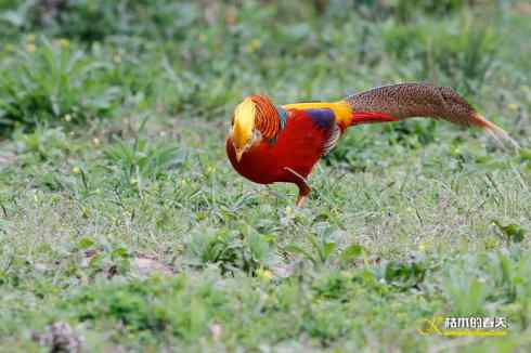 发一组鈥満旄菇跫︹