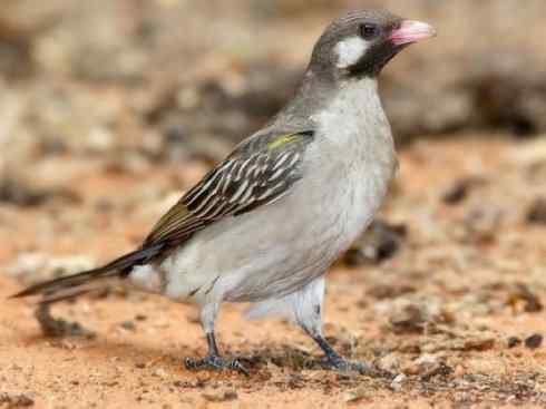 十大喜食蜂蜜动物:黑喉响蜜鴷