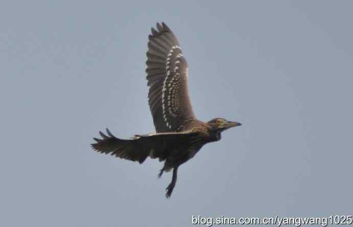 飞（夜鹭） wbr1