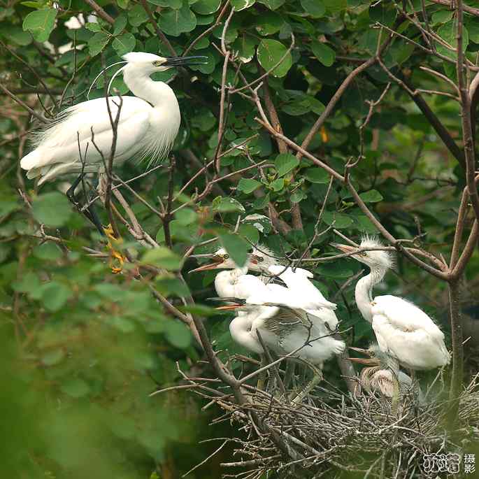 小白鹭与小夜鹭 小白鹭与小夜鹭