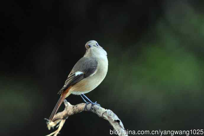 雌性北红尾鸲（秋季）