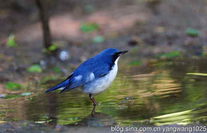 雄性蓝歌鸲（1）