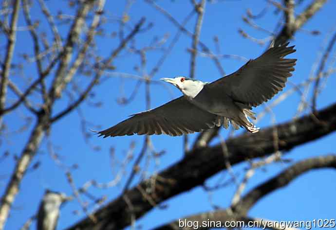 北京动物园的鸟类——飞（夜鹭）8