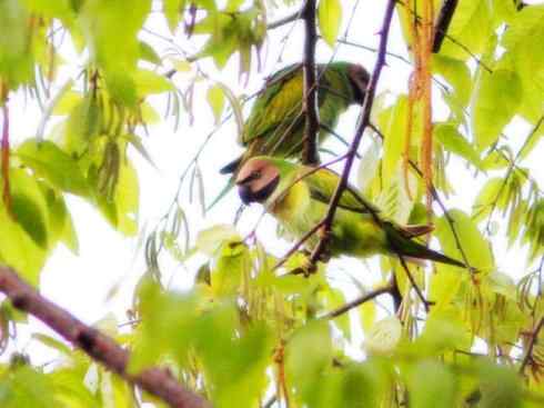 家禽驯化之源之七