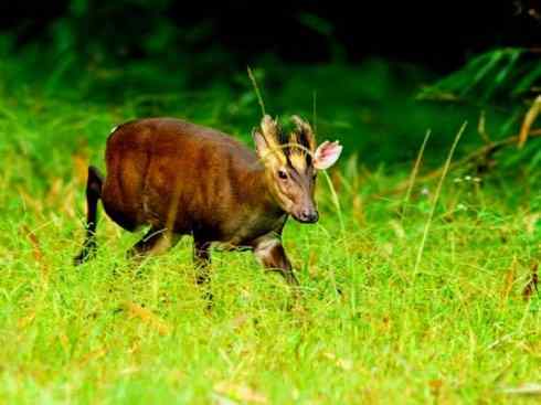 麒麟：传说的兽原型探秘（麂）