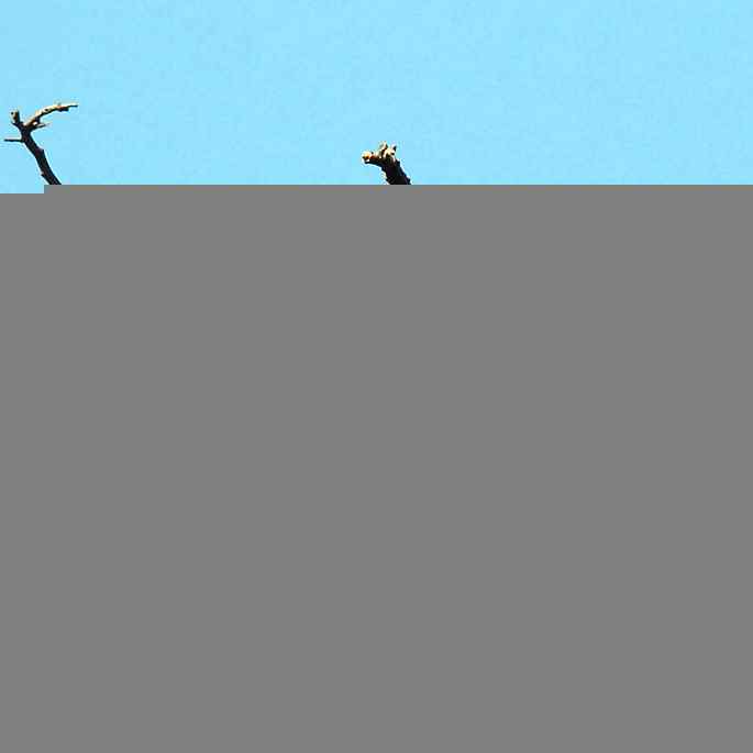 圆明园&nbsp;wbr路&nbsp;wbr初识三宝鸟