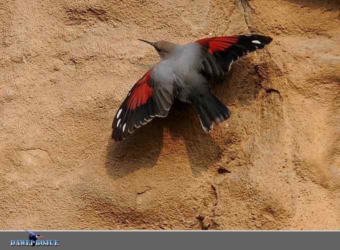 红翅蝶影 wbr炫舞山崖