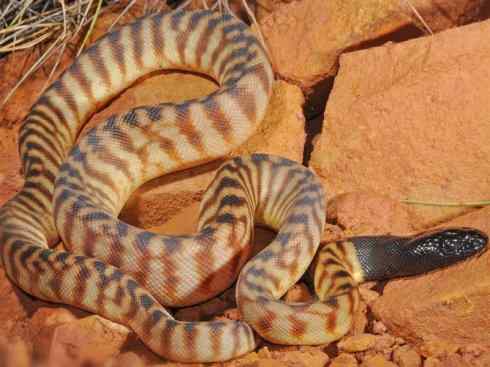 龙：传说的兽原型探秘（树蟒类）