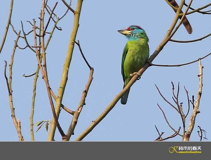 云南拍鸟打个总结：记录鸟片十四种