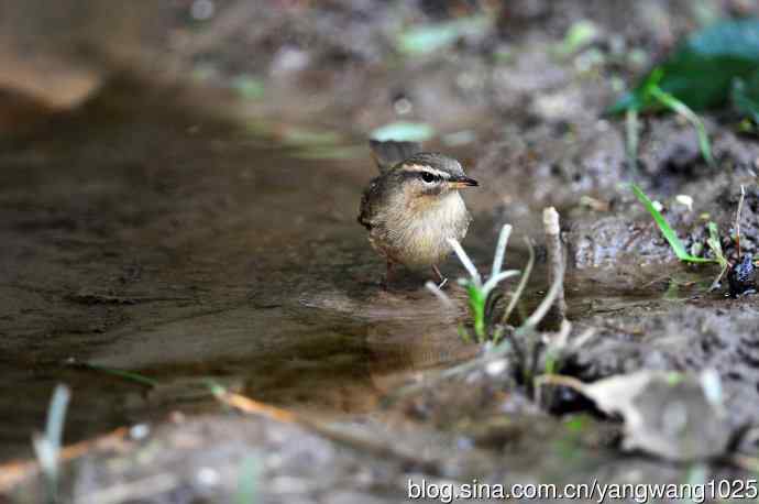 北京天坛公园的鸟类——巨嘴柳莺（5）