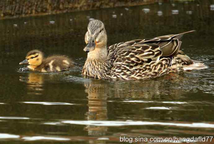 野鸭母子