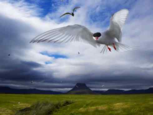 自然奇观：动物大迁徙(燕鸥类)