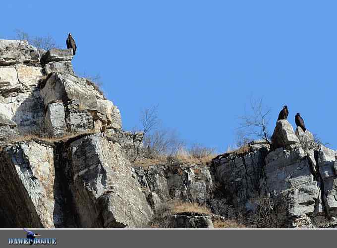 十渡秃鹫 wbr兀立山巅