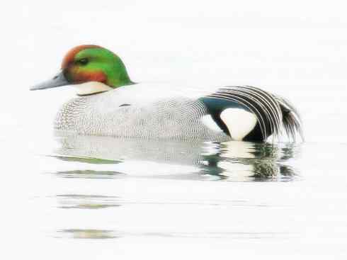 雁鸭之最之十（罗纹鸭、巨头鹊鸭、埃及雁）