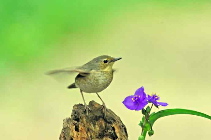 雌性蓝歌鸲与紫露草（1）