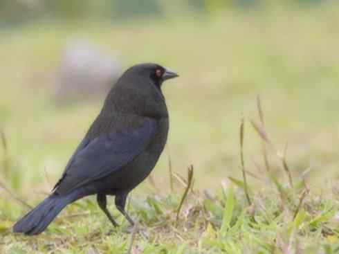 雀鸟也彪悍:小鸟也疯狂(红翅黑鹂) 雀鸟也彪悍:小鸟也疯狂(红翅黑鹂——拟鹂科的战斗种族)