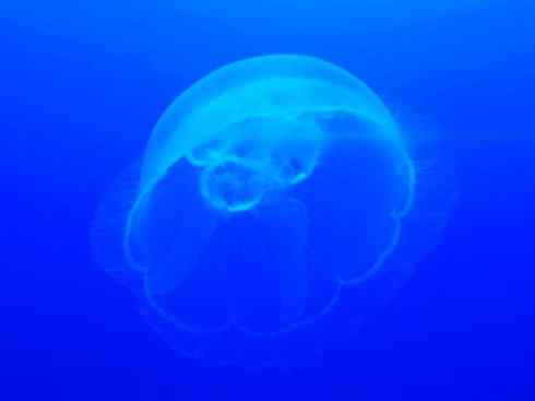 自然奇观：动物大迁徙(水母）