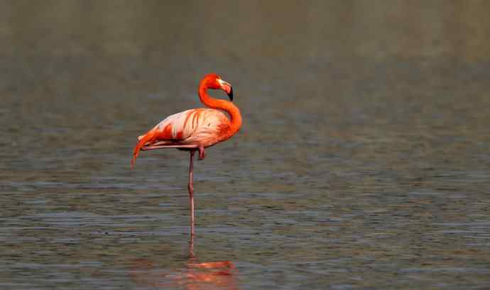远方的神秘来客---野生火烈鸟